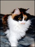 Serafima Karmino Cat