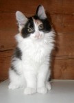Serafima Karmino Cat (3m old)