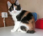 Serafima Karmino Cat (3m old)