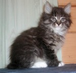 Kurilian Bobtail Taisija Karmino Cat (6w old)